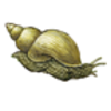 Class - Gastropoda (Snails, Slugs, Conchs, Periwinkles and Sea Slugs)