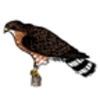 Hawk (Broad-winged)