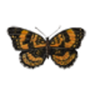 Butterfly (Silvery Checkerspot)