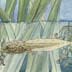 Amphibians and Reptiles Drawing