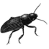 Beetle (Common Ground)