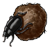 Beetle (African Dung)