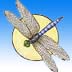 Insects and Other Invertebrates