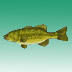 Fish and Ocean Animals