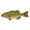 Bass (Largemouth) Drawing Lesson