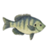 Bluegill (Fish) Drawing Lesson