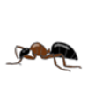 Ant (Carpenter) Labeling Page