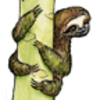 Sloth (Three-Toed)