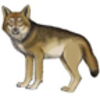 Wolf (Timber Wolf or Gray Wolf)