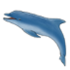 Dolphin (Bottlenose)