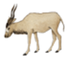 Antelope (Addax)