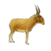 Antelope (Saiga)