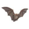 Bat (Hoary)