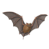 Bat (Big Free-tailed)