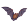 Bat (Eastern Pipistrelle) 