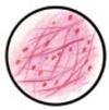 Cells of Each Body System (Histology) Color Diagram