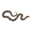 Snake (Copperhead)
