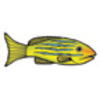 Blue-Striped Snapper Drawing Lesson