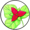 Wildflower Drawing Lessons