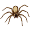Spider (Brown Recluse) 
