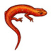 Salamander (Red Eft or Newt)
