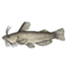 Bullhead (Yellow)