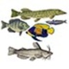 ABOUT FISH (Osteichthyes - Bony Fish)