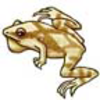 Frog (Spring Peeper)