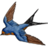 Animal Behaviors that Affect the Probability of Successful Reproduction in Barn Swallows (NGSS 6-8 Grade)