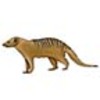 Mongoose (Banded)