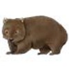 Wombat (Common)