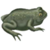 Toad (Great Basin Spadefoot)