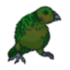 Kakapo (Night Parrot)
