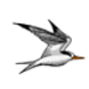 Tern (Arctic)