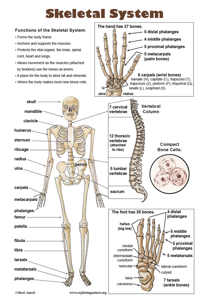 Skeletal System Project