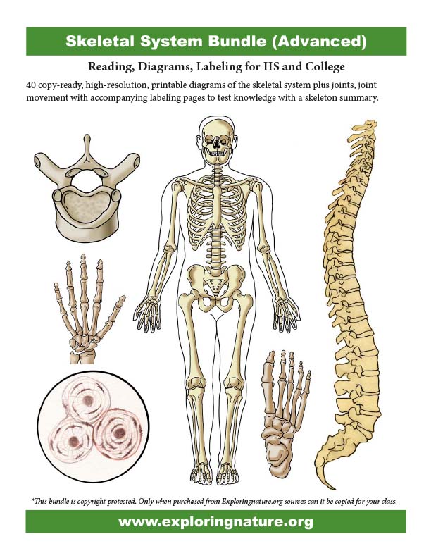 skeletal system diagram with labels