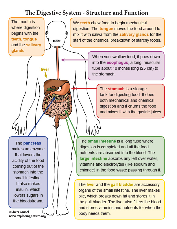 parts-of-the-digestive-system-worksheet
