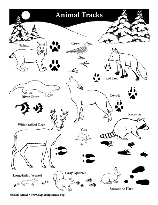 animal-tracks-coloring-page-high-resolution-download