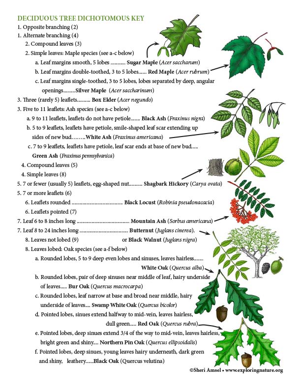 trees-anatomy-life-cycles-identification-reading-diagrams