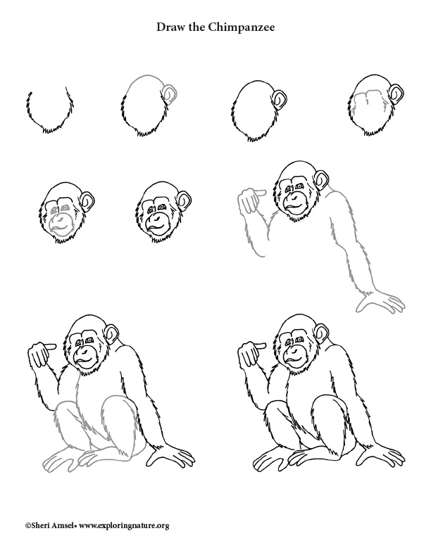 How To Draw A Chimpanzee Step by Step  15 Easy Phase