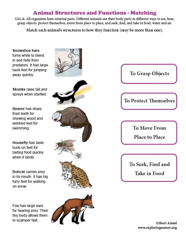 NGSS Curriculum Bundle for Drawing Wildlife - Downloadable ONLY