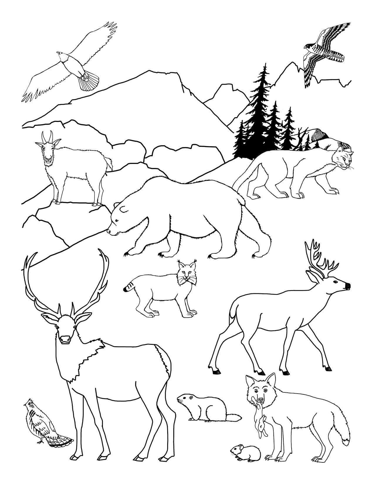 Drawing North American Wildlife - Downloadable Only