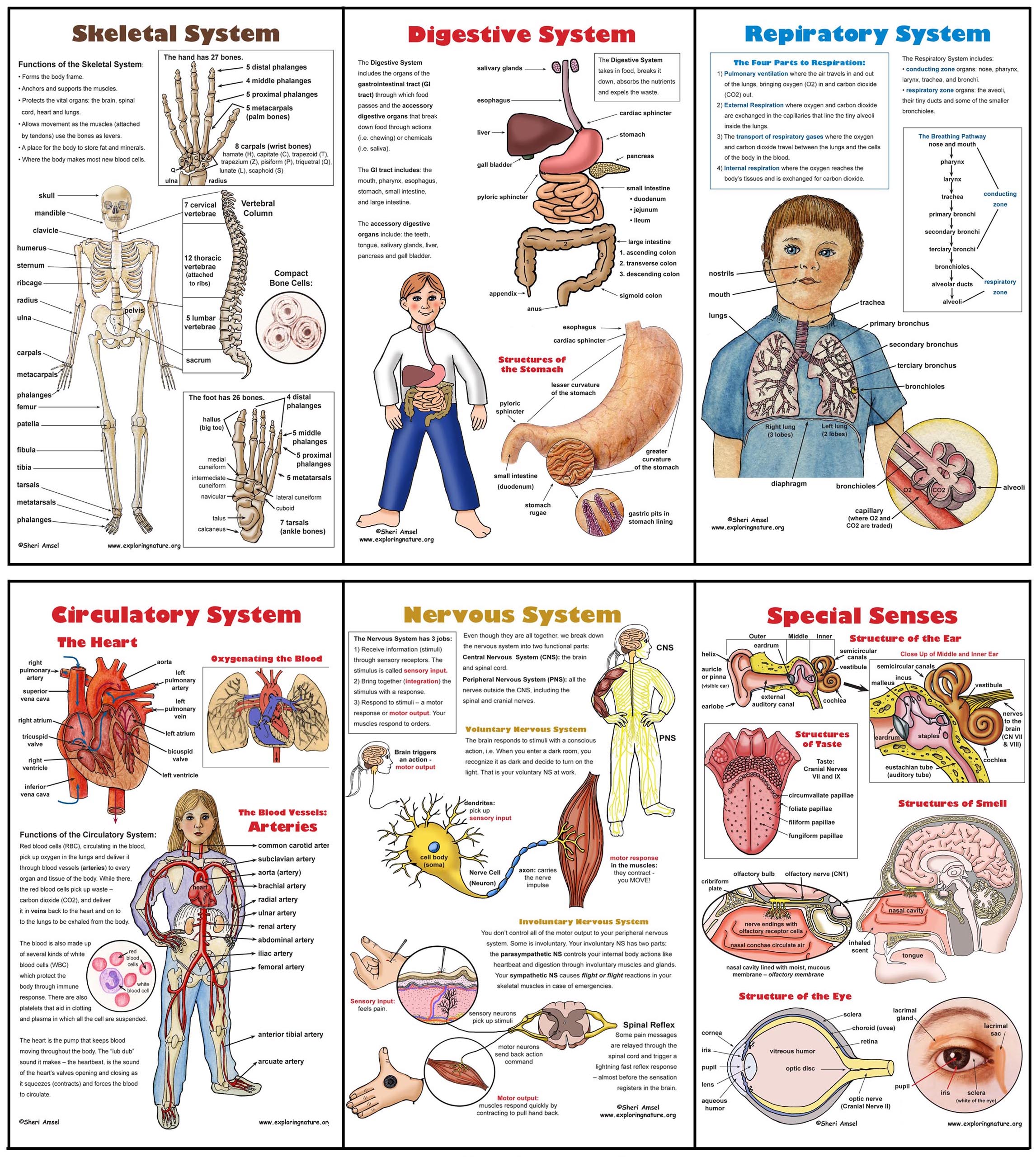 Body Systems Poster Set 6 Plus Worksheets