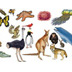 Classification Activities
