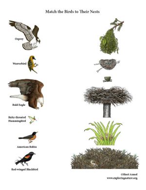 Match the Birds with Their Nests (Color) Worksheet - High Resolution Download