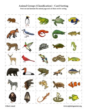 Animal Groups (Classification) - Card Sorting Activity - High Resolution Download