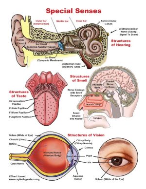 Special Senses Mini-Poster - High Resolution Download