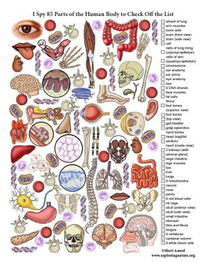 I Spy 85 Parts of the Human Body - Downloadable