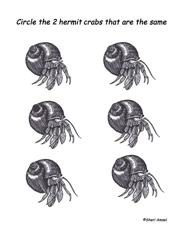 Matching Hermit Crabs - Observation Activity