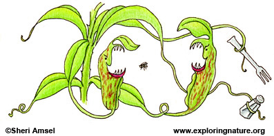 Plant Investigation - Tracking the Plant Source (Older Students)